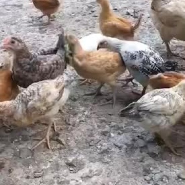 脱温鸡回收成鸡鸭鹅，欢迎联系