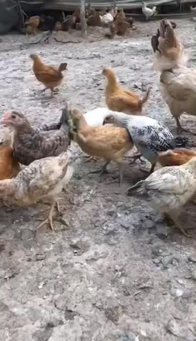 脱温鸡回收成鸡鸭鹅，欢迎联系