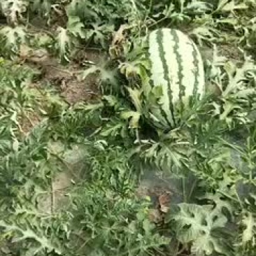好货，走一挂，需要的联系