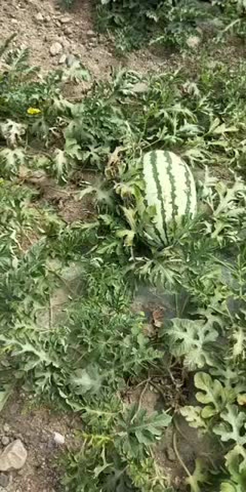 好货，走一挂，需要的联系