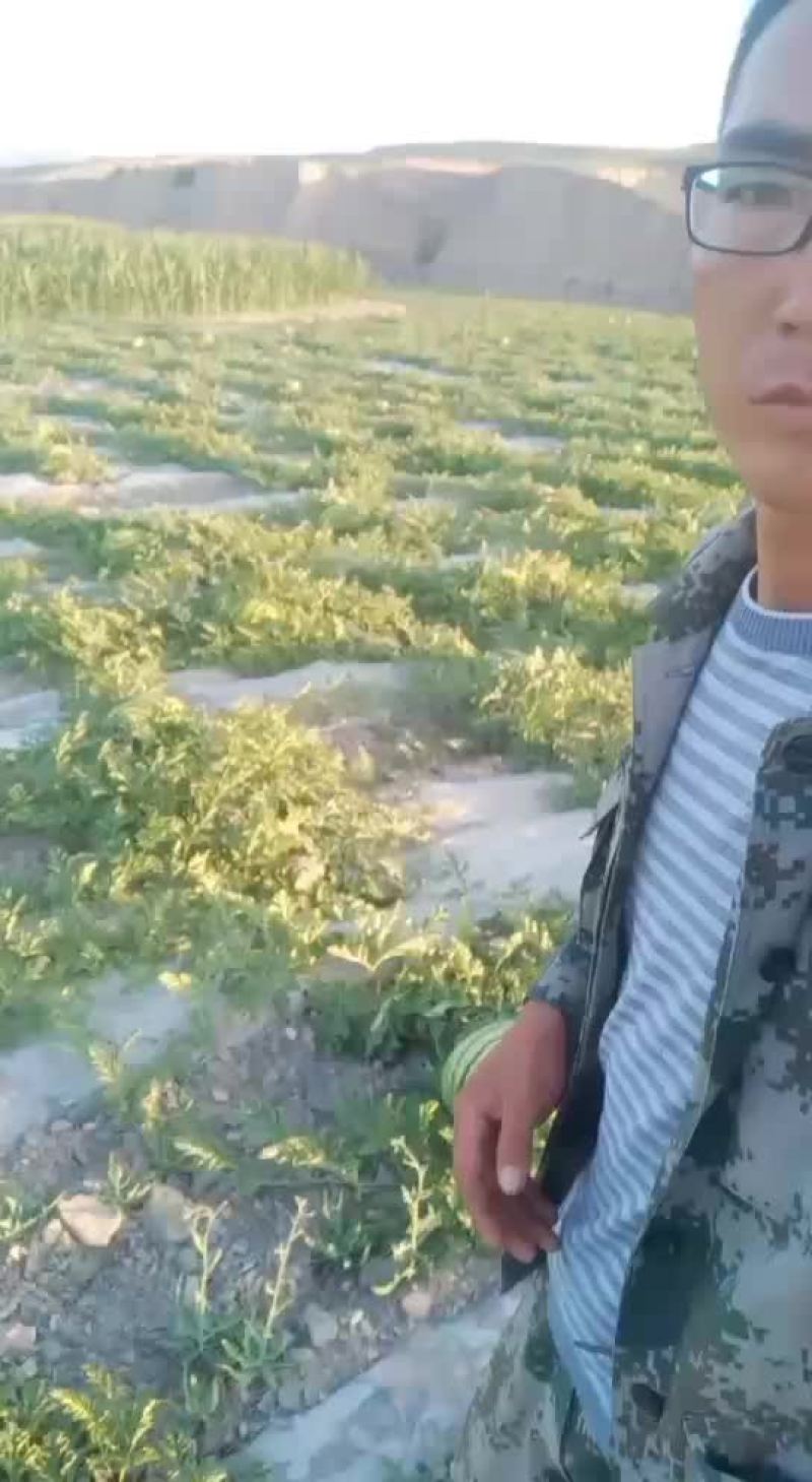 金花一号