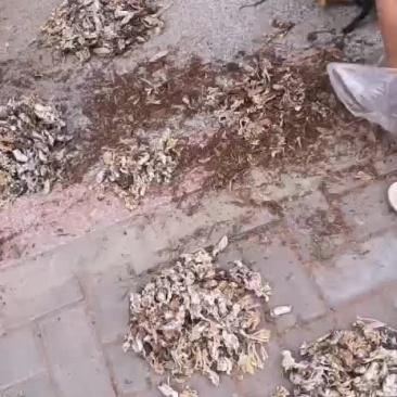 南京地道野生药材金蝉花