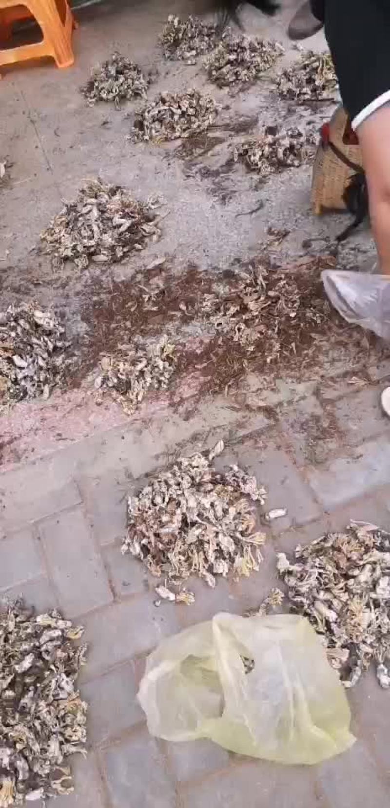 南京地道野生药材金蝉花