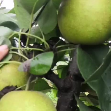 产地直销翠冠梨质优价廉，货量大