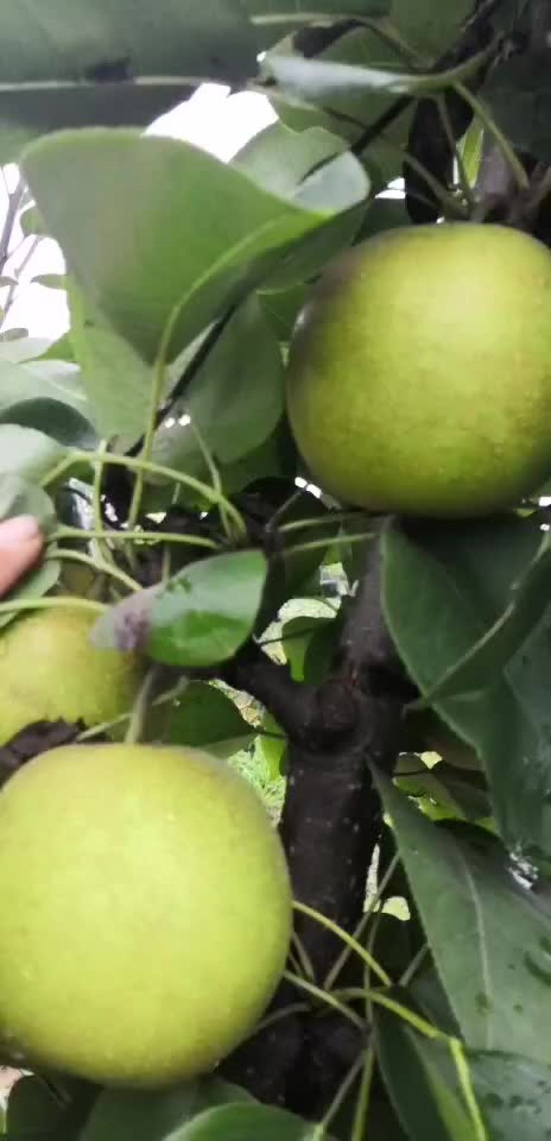 产地直销翠冠梨质优价廉，货量大