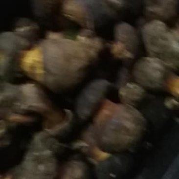 菌子纯野生牛肝菌美味可可
