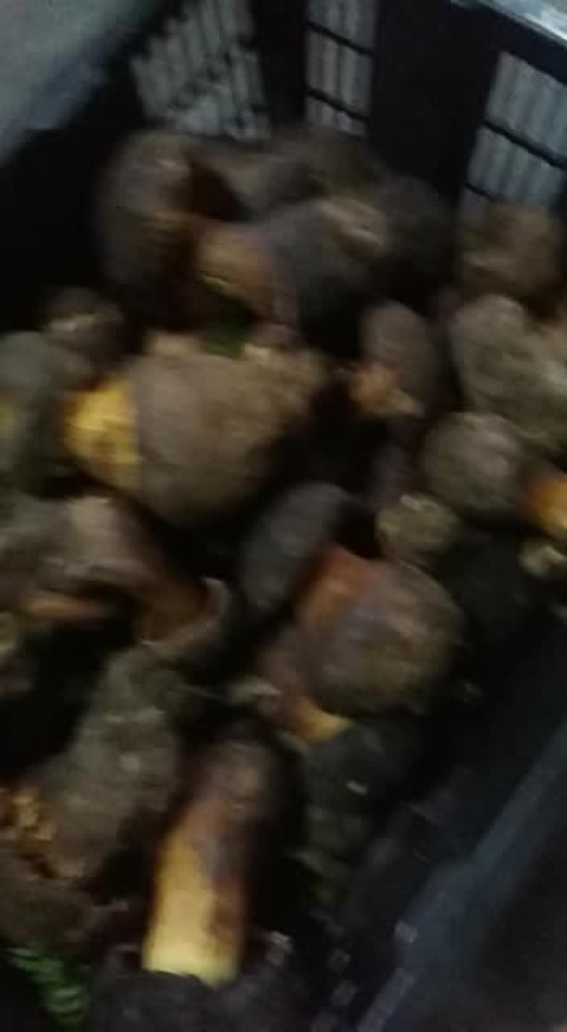 菌子纯野生牛肝菌美味可可