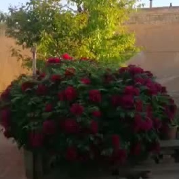 牡丹树，常年供货，紫色，红色，洛阳红，深紫色，深蓝色，