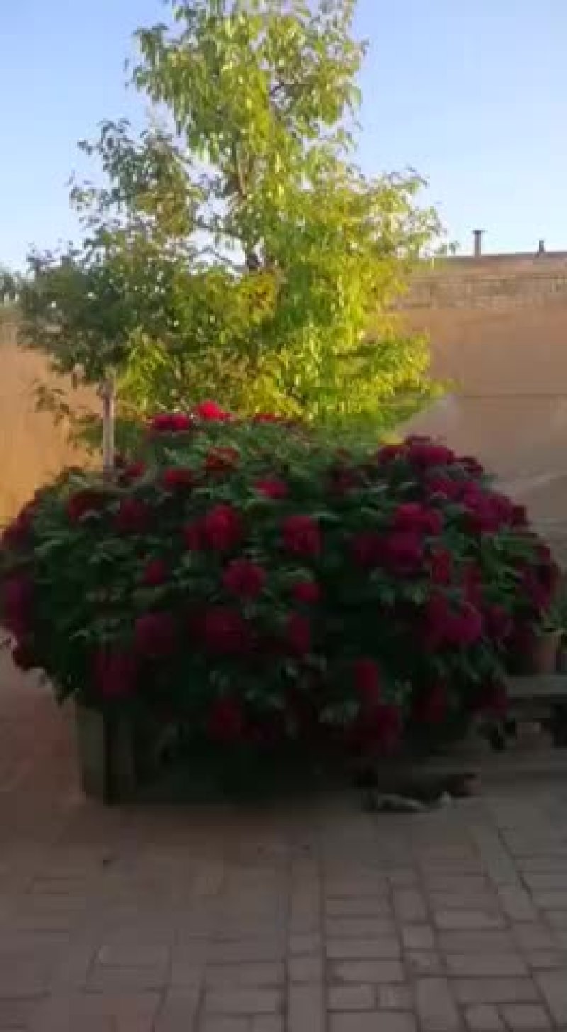 牡丹树，常年供货，紫色，红色，洛阳红，深紫色，深蓝色，