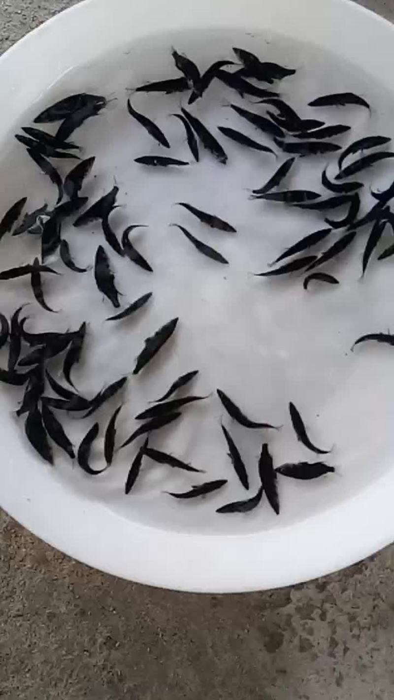 桂鱼苗