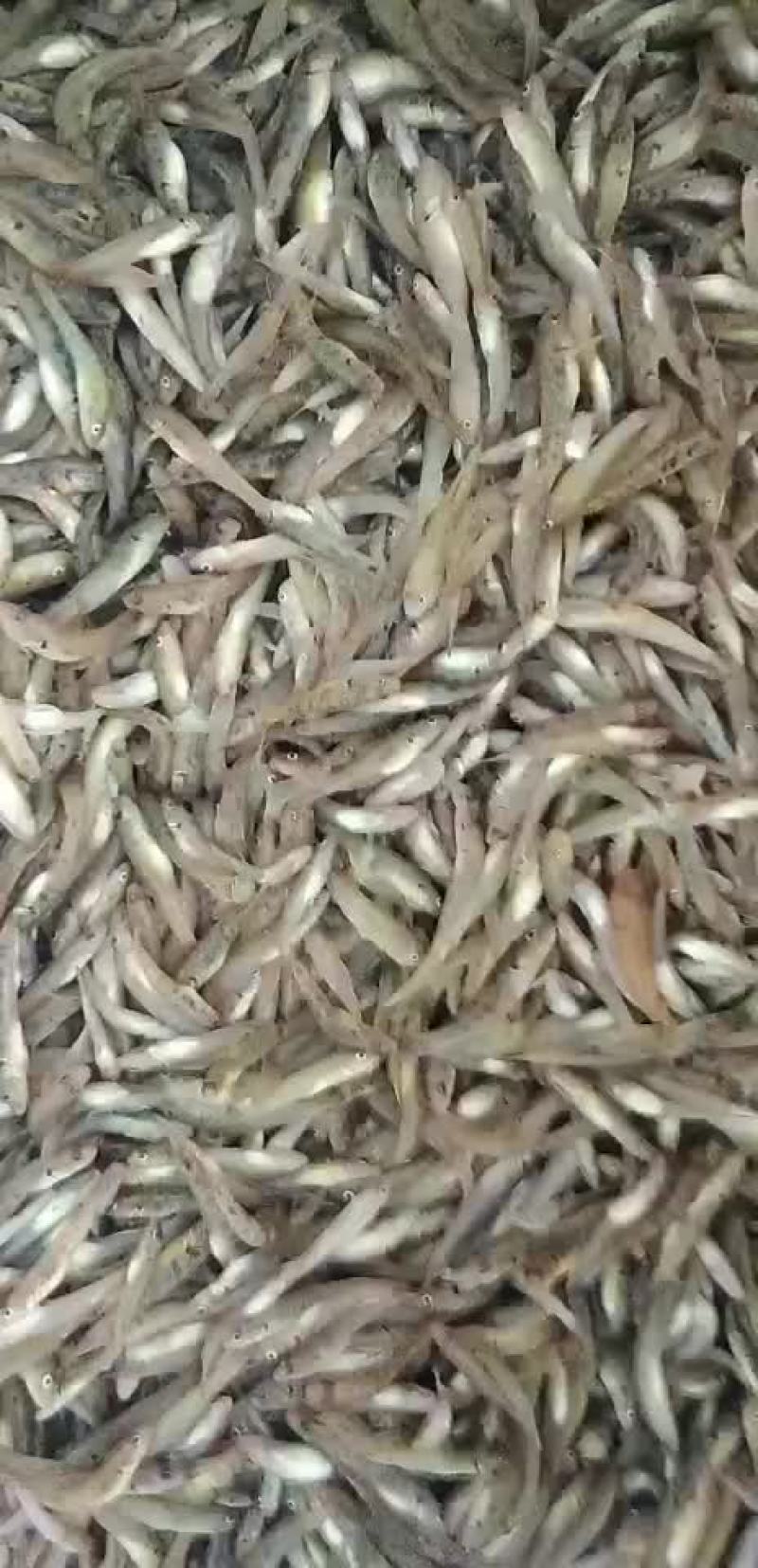 河鱼河虾供应