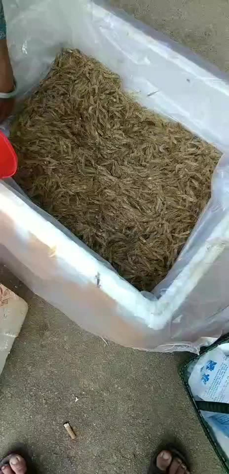 河鱼河虾供应