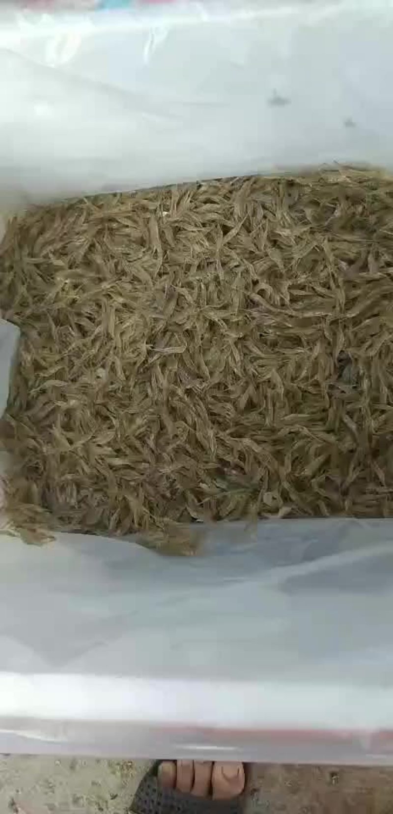 河鱼河虾供应