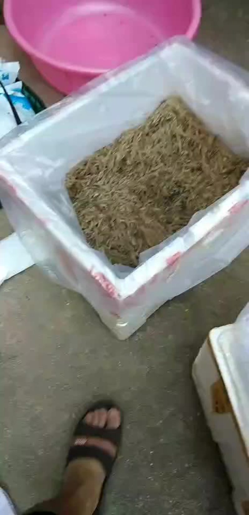 河鱼河虾供应