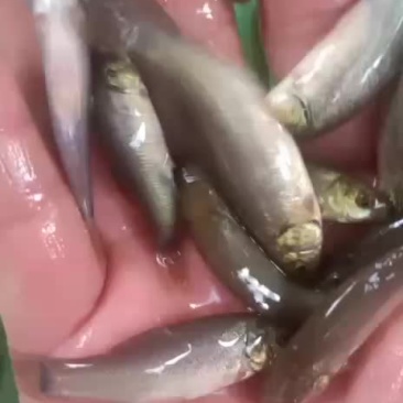 丁桂鱼苗，抗病力强，适应水质广，好养快大，苗场直销