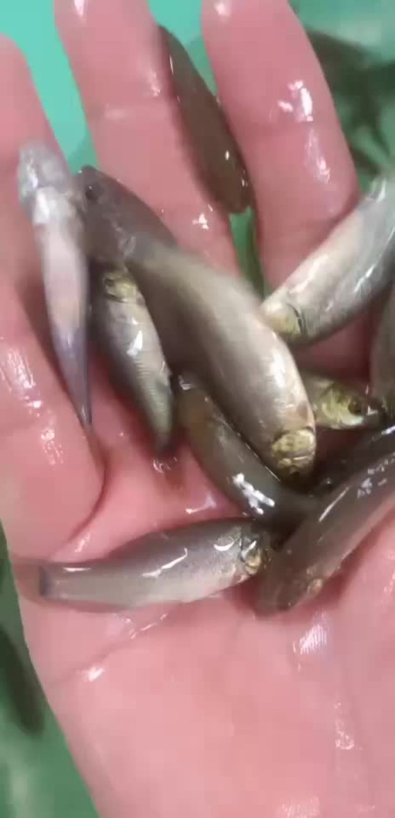 丁桂鱼苗，抗病力强，适应水质广，好养快大，苗场直销