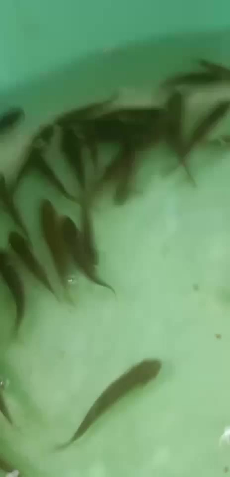 丁桂鱼苗，抗病力强，适应水质广，好养快大，苗场直销