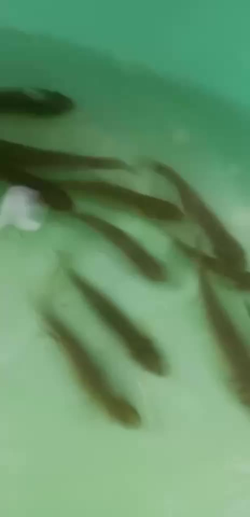 丁桂鱼苗，抗病力强，适应水质广，好养快大，苗场直销