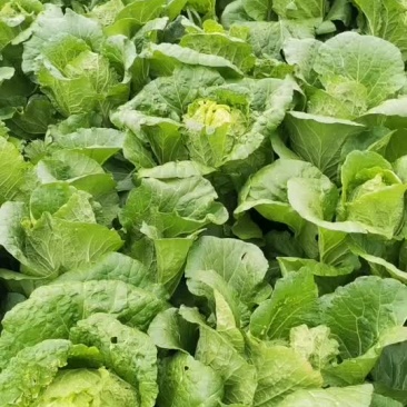 蔬菜白菜