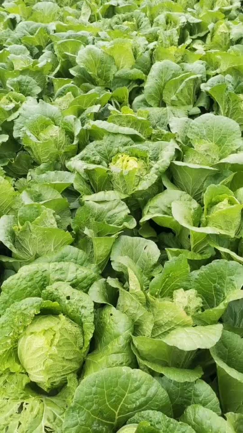 蔬菜白菜