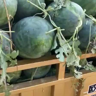 龙旋风