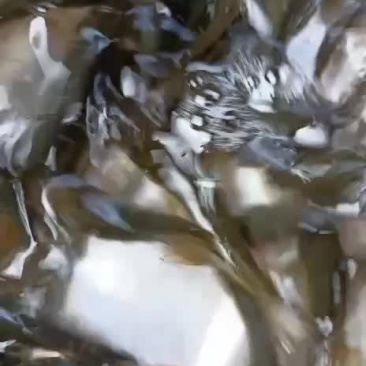 鲤鱼苗，建鲤鱼苗，单性鲤鱼苗，杂交鲤鱼苗