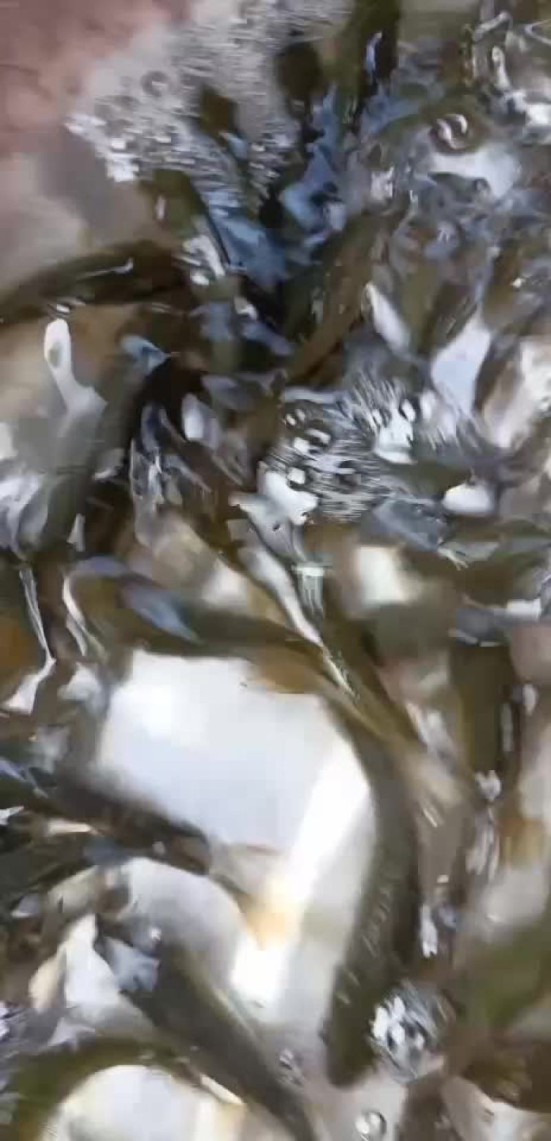 鲤鱼苗，建鲤鱼苗，单性鲤鱼苗，杂交鲤鱼苗