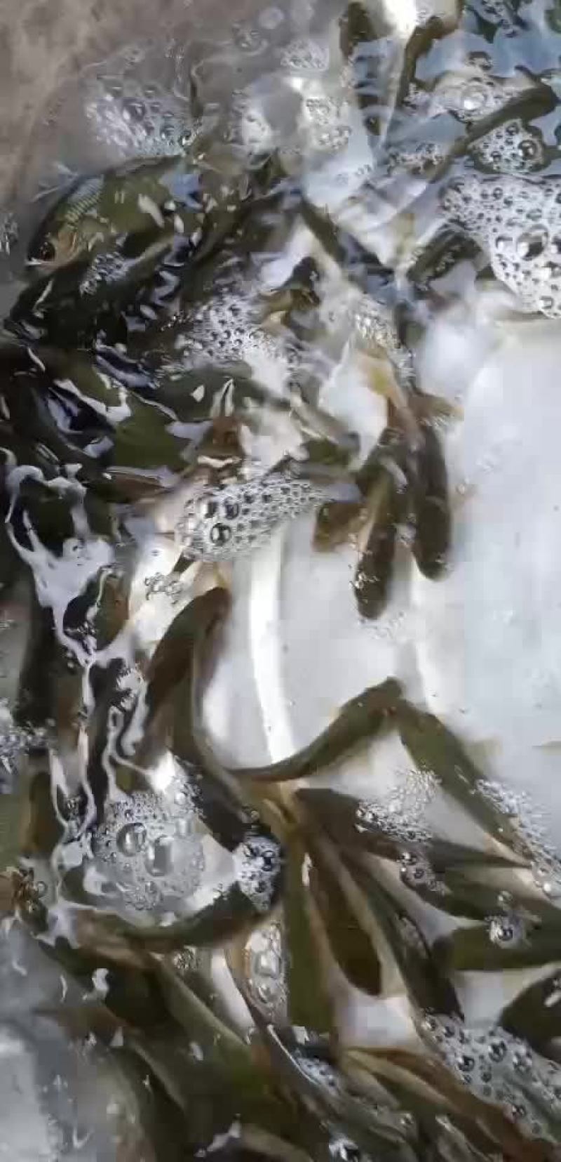 鲤鱼苗，建鲤鱼苗，单性鲤鱼苗，杂交鲤鱼苗