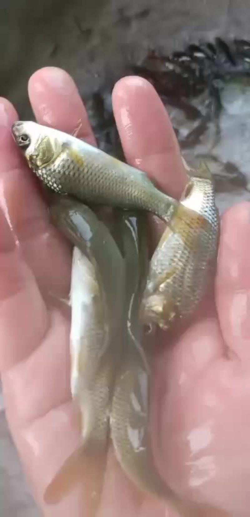 鲤鱼苗，建鲤鱼苗，单性鲤鱼苗，杂交鲤鱼苗