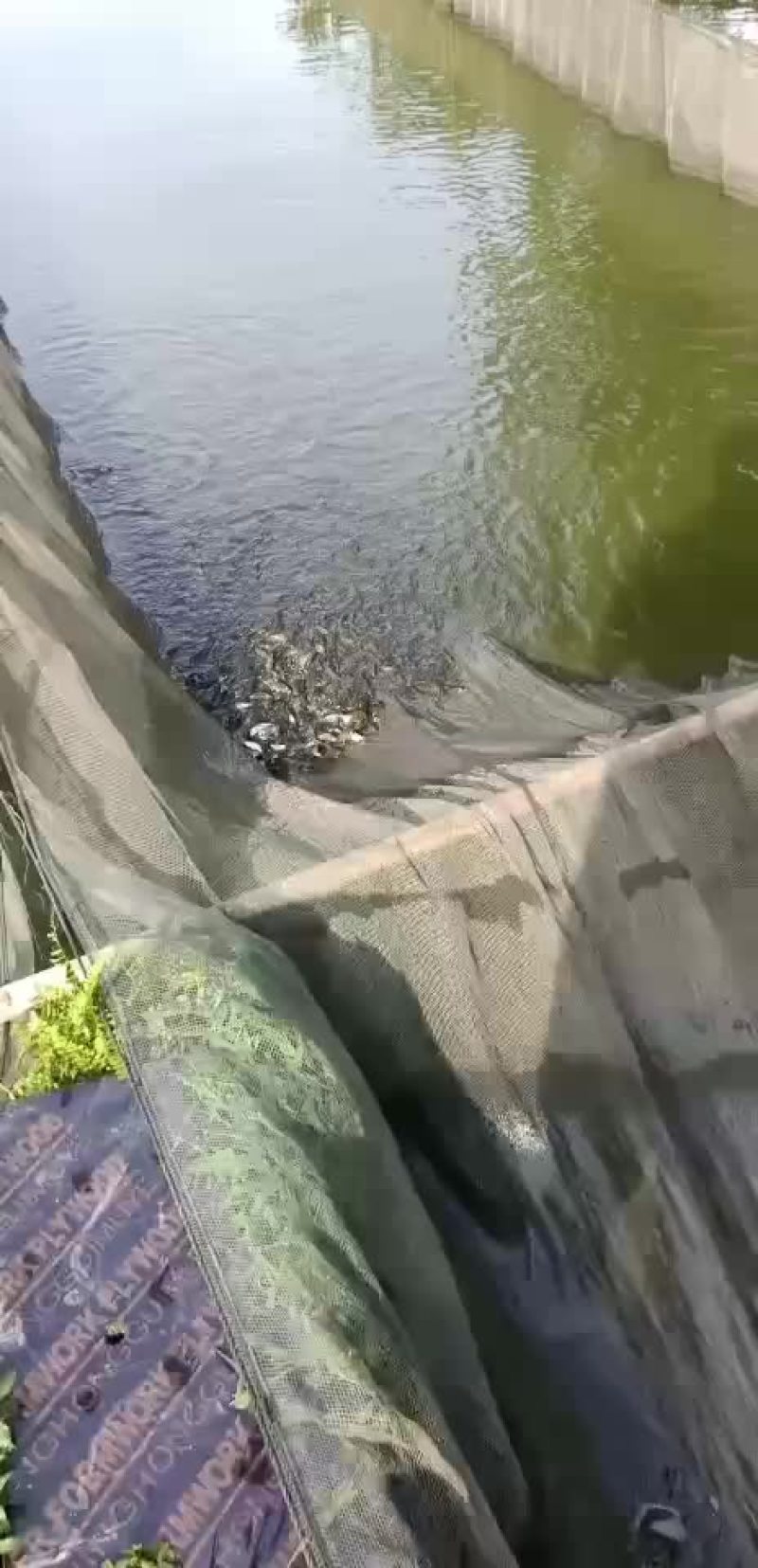 鲤鱼苗，建鲤鱼苗，单性鲤鱼苗，杂交鲤鱼苗