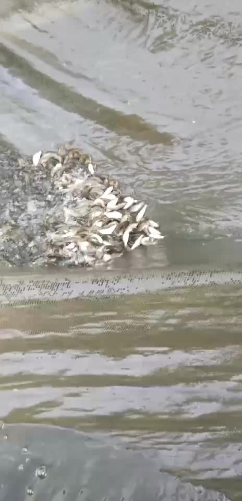 鲤鱼苗，建鲤鱼苗，单性鲤鱼苗，杂交鲤鱼苗