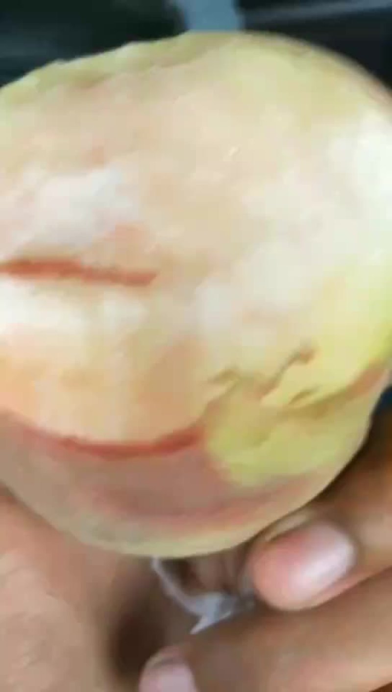 毛桃