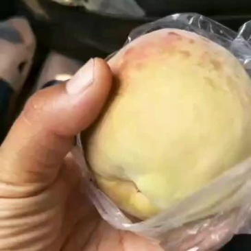 毛桃