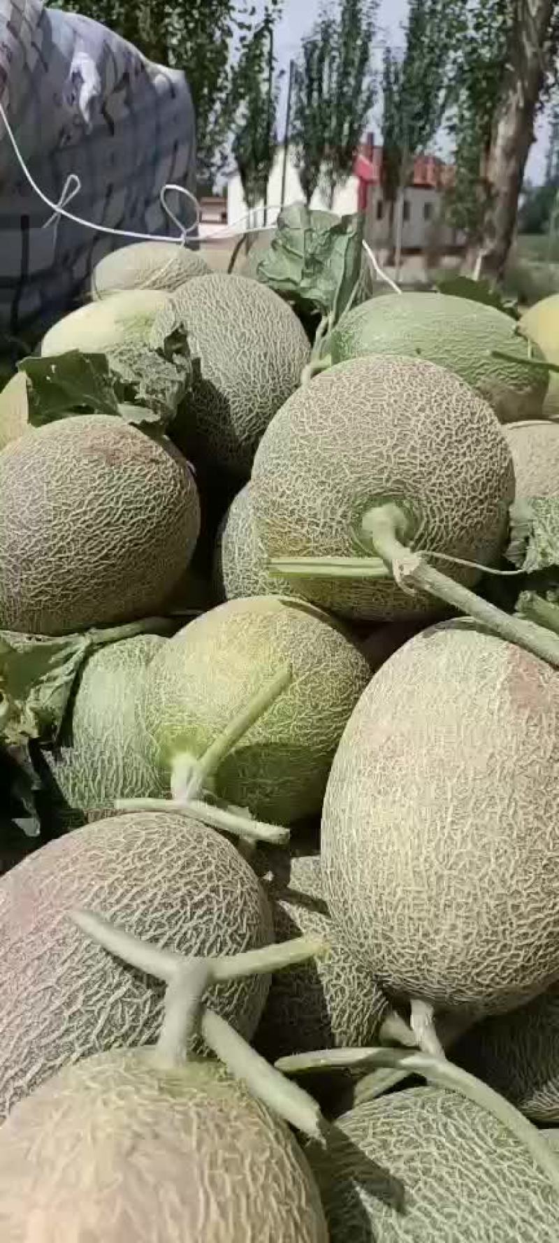 大量现货