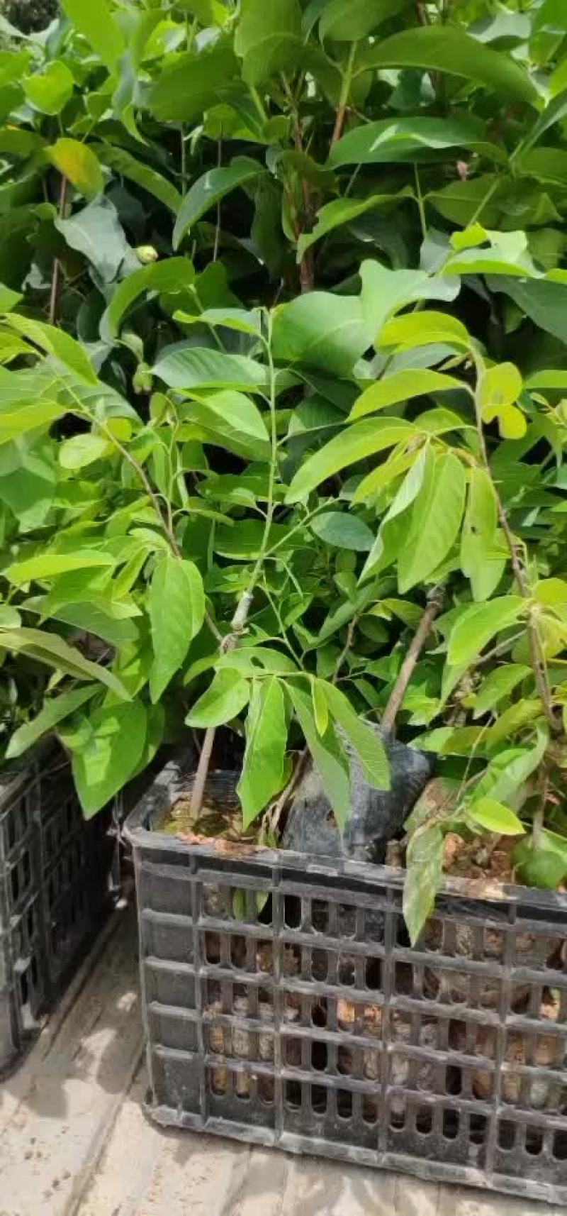 台湾凤梨释迦苗