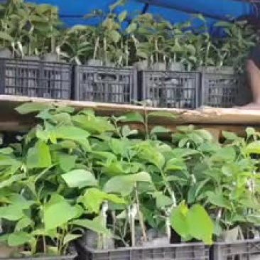 台湾凤梨释迦苗