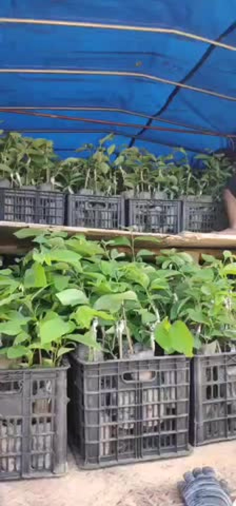 台湾凤梨释迦苗
