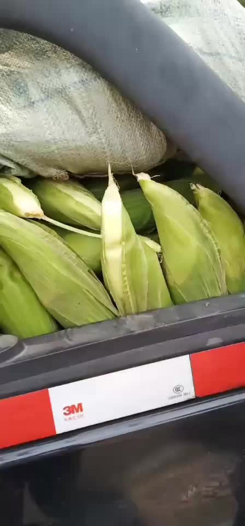 绥中，万糯粘玉米，大量有货，保证质量，大寨乡老袁代收处