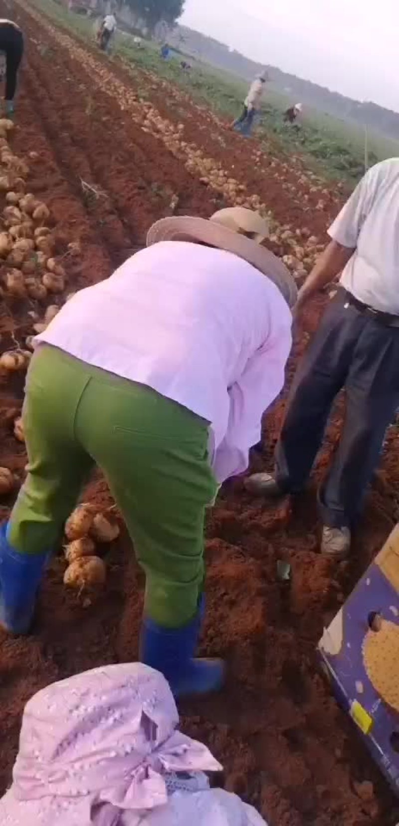 凉薯