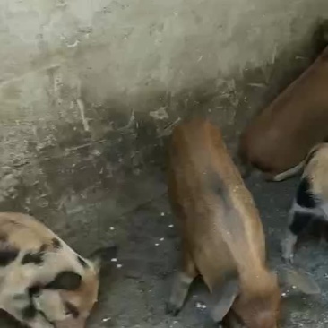 小猪