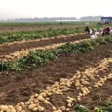 土豆