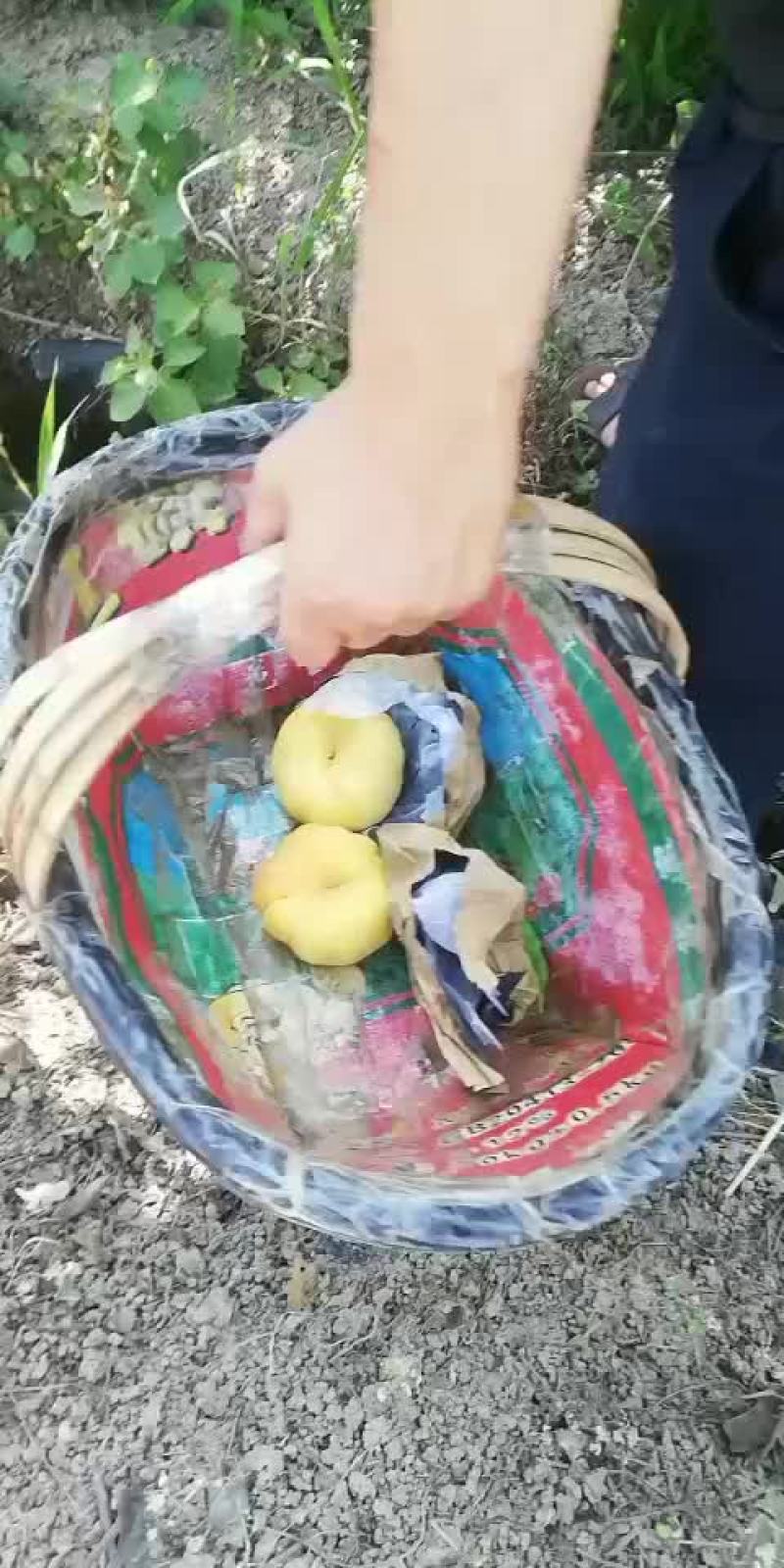 【产地直供】陕西眉县中蟠11毛蟠支持一件代发