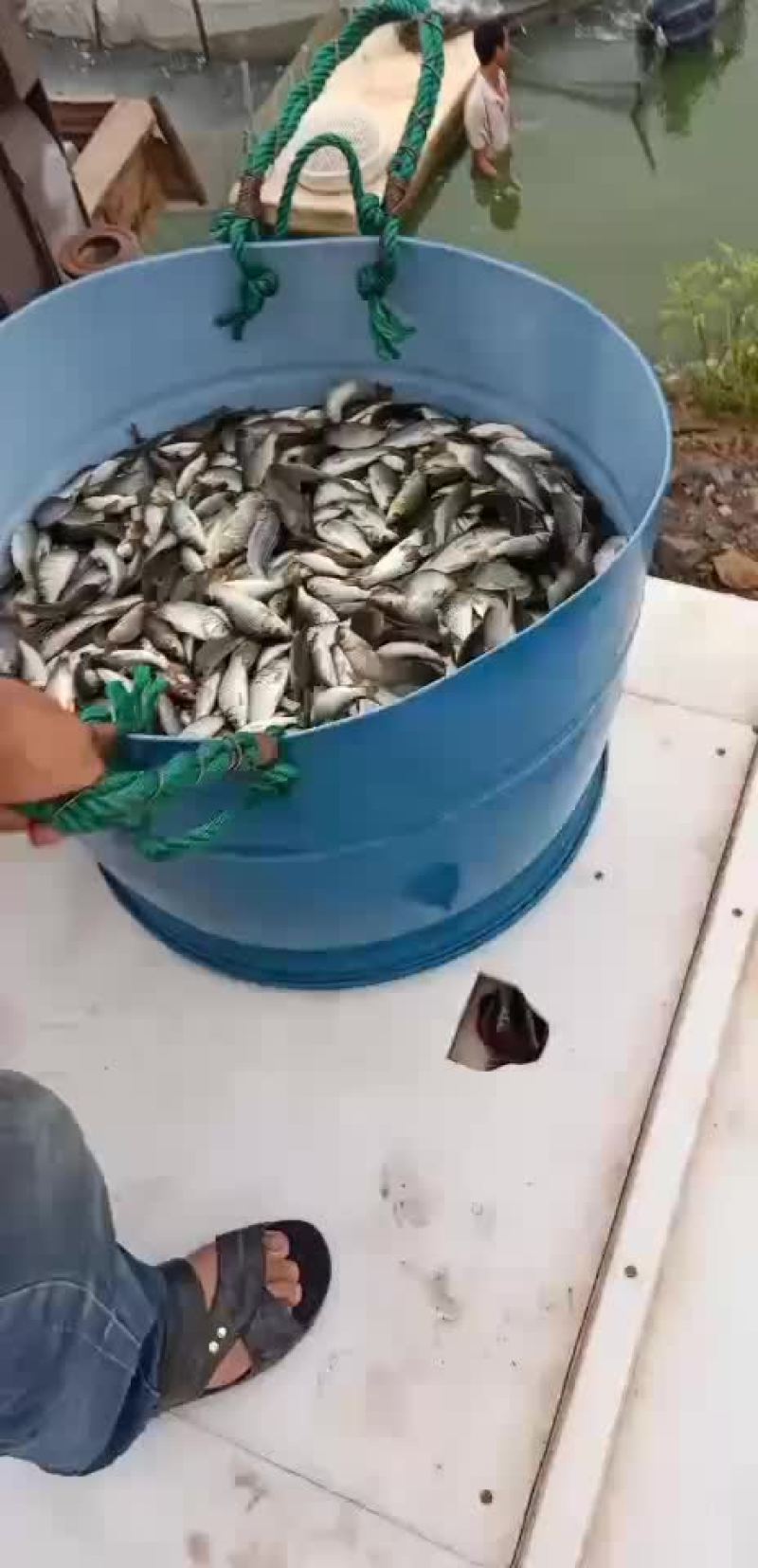 鲤鱼苗，建鲤鱼苗，单性鲤鱼苗，杂交鲤鱼苗