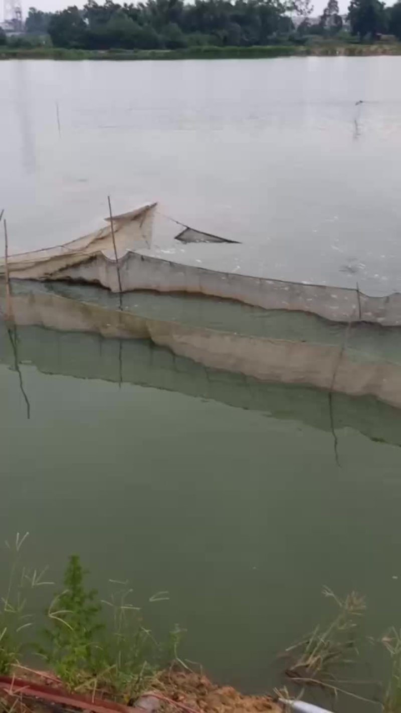 鲤鱼苗，建鲤鱼苗，单性鲤鱼苗，杂交鲤鱼苗