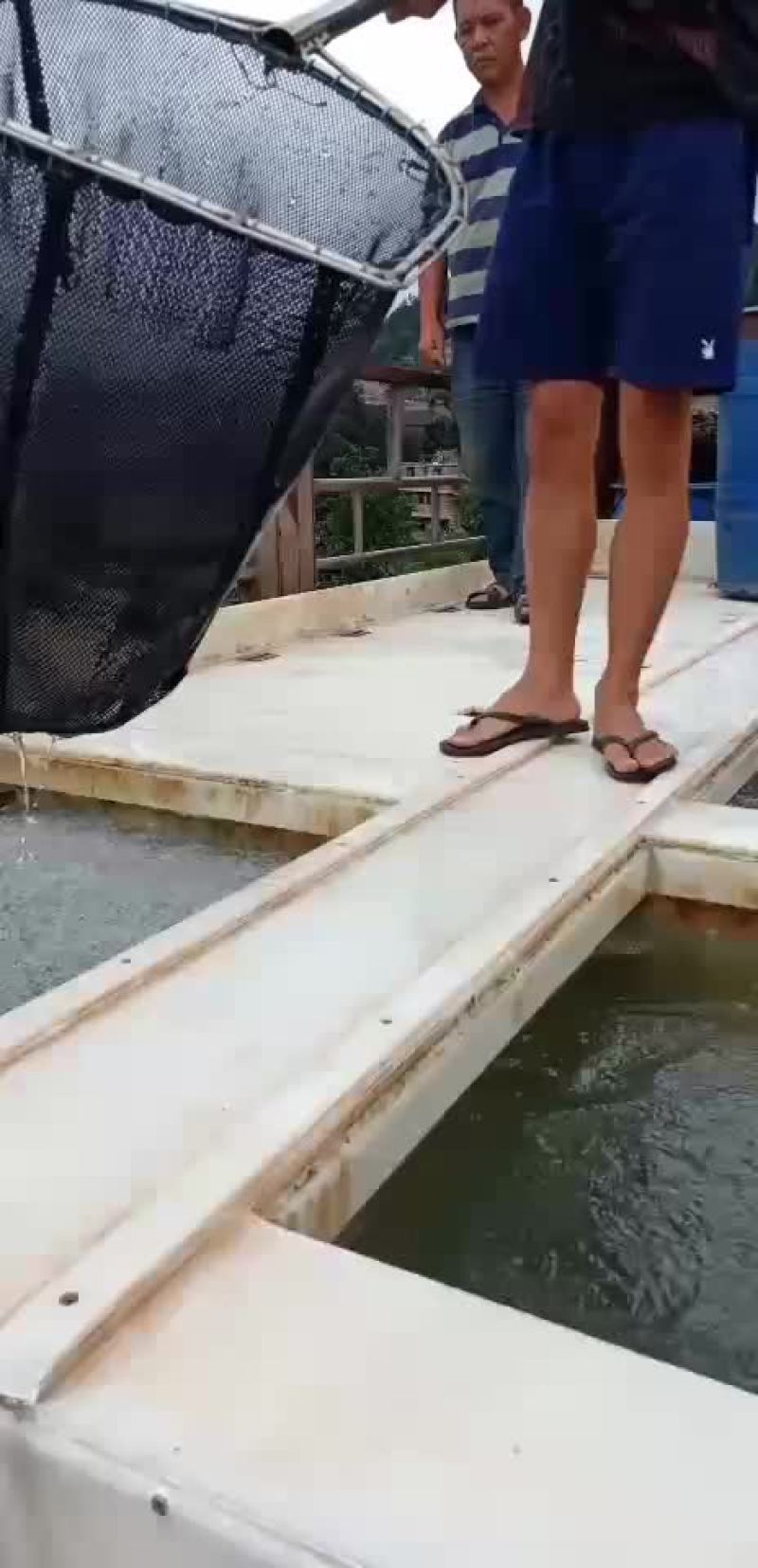 鲤鱼苗，建鲤鱼苗，单性鲤鱼苗，杂交鲤鱼苗