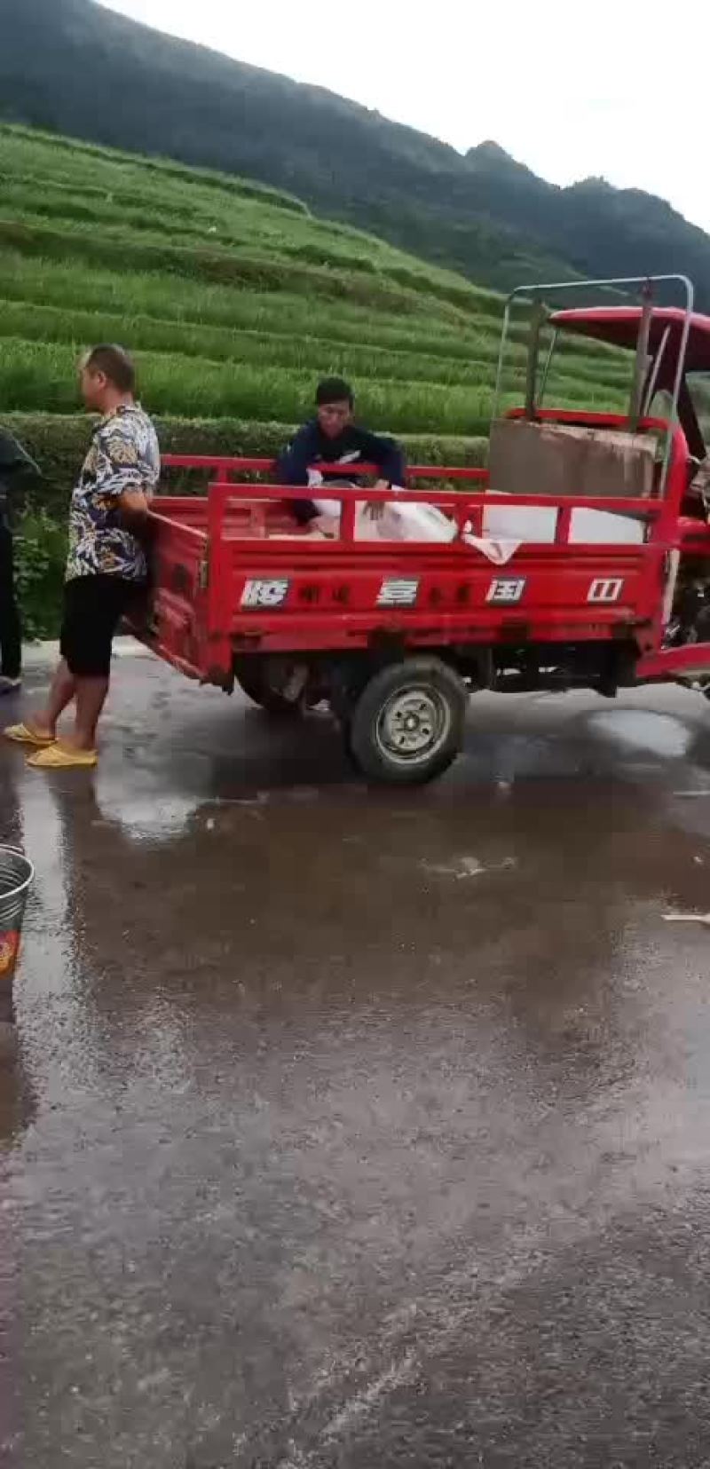 鲤鱼苗，建鲤鱼苗，单性鲤鱼苗，杂交鲤鱼苗