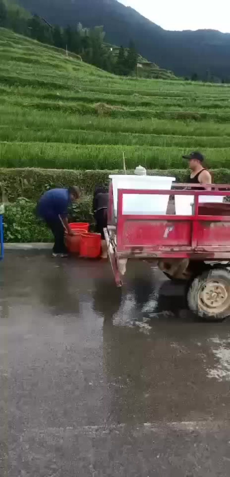 鲤鱼苗，建鲤鱼苗，单性鲤鱼苗，杂交鲤鱼苗