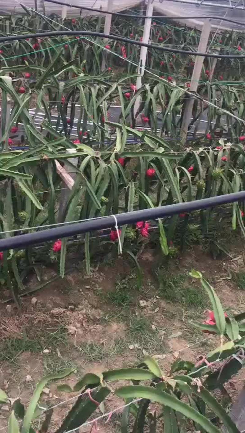 火龙果
