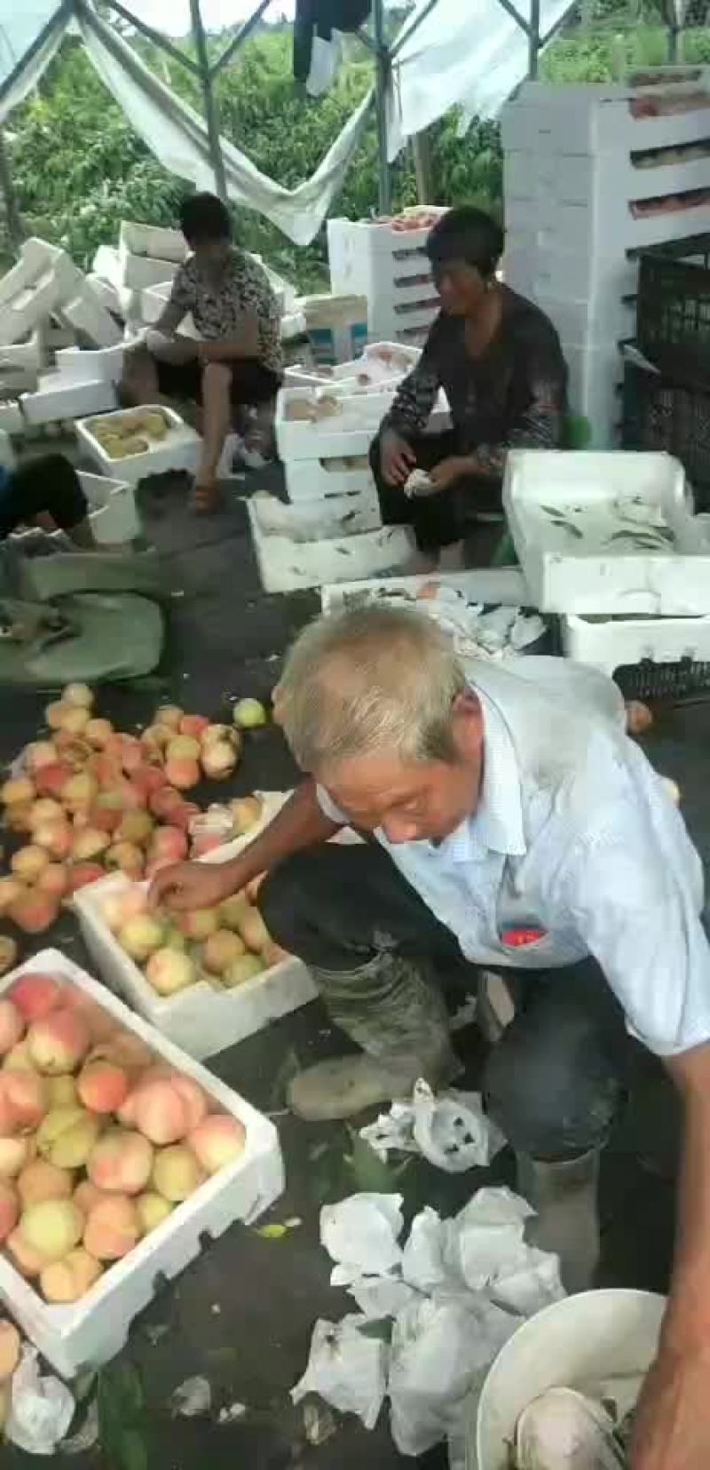 水密桃