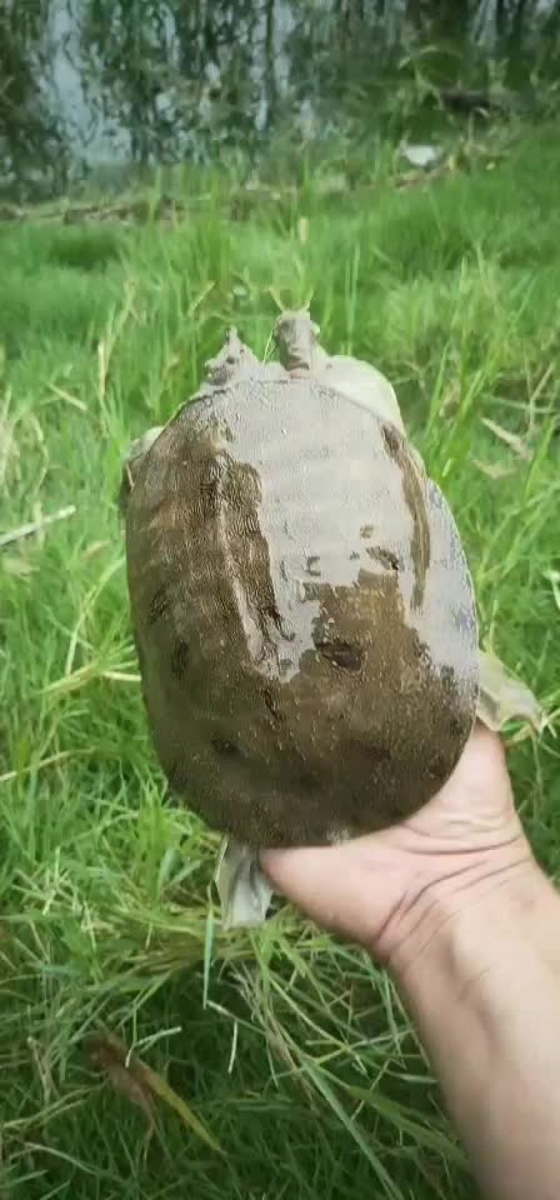 甲鱼甲鱼甲鱼甲鱼汤喝多了难受